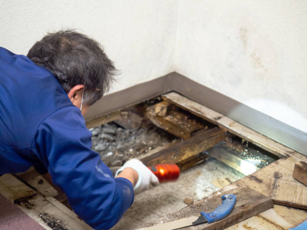 Best Mold Testing  in Chenoa, IL