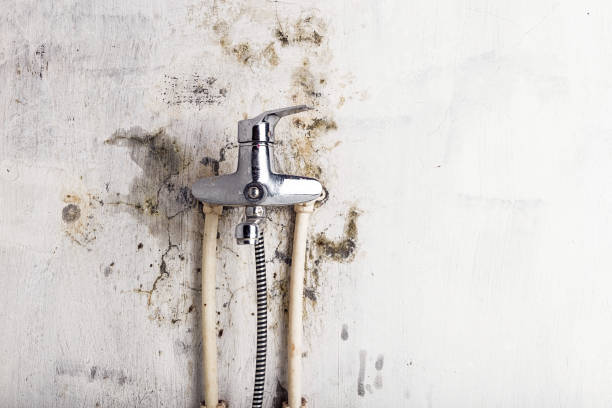 Best Mold Testing  in Chenoa, IL