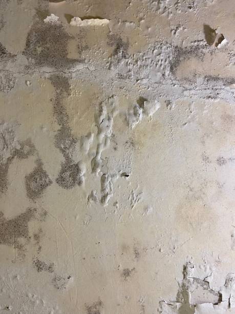 Best Fast Mold Removal  in Chenoa, IL