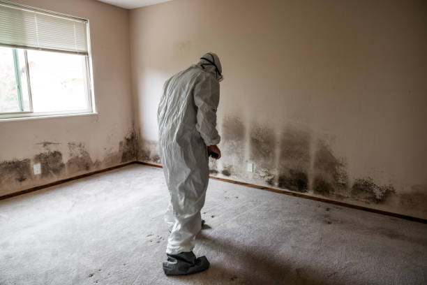 Office Mold Removal Services in Chenoa, IL